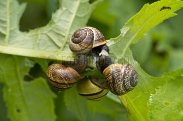 Copse Snaill mating on leaf - Denmark