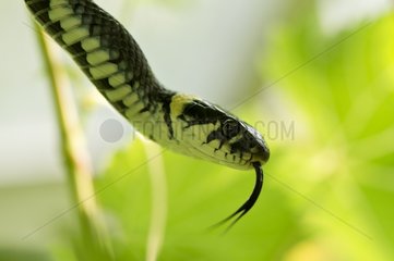Portrait of Grass Snake in Greenhouse - Denmark