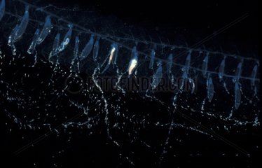 Siphonophore flottant dans l'eau de mer Tasmanie