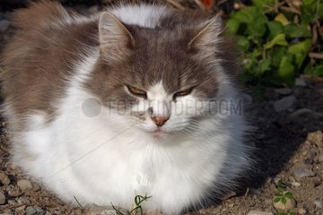 Old male cat castrated France [AT]