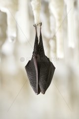 Lesser horseshoe bat hibernating hanging at stalagtite