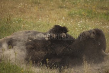 Bison male wallowing in dust to control parasite Wyoming USA