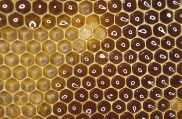 Alvéoles d'une ruche France