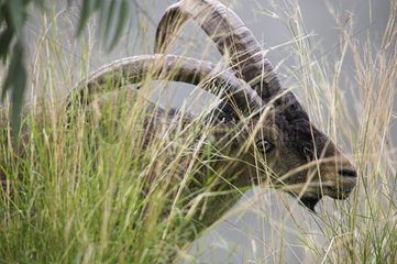 Portrait of a male Spanish ibex grazing
