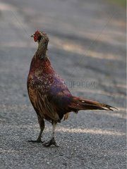 Ring-necked Pheasant on road France