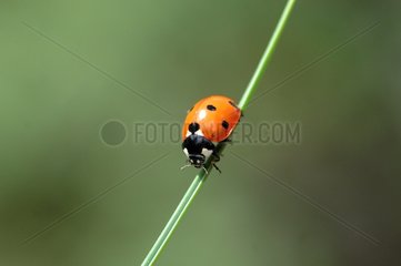 Käfer auf ein bisschen Gras - Pyrenäen