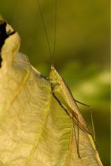 Long-winged Conehead on a leaf Bourgogne France