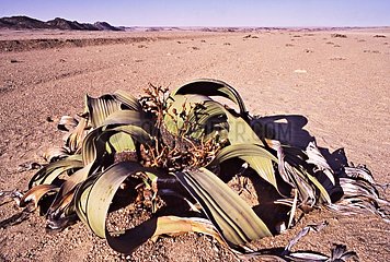 Welwitschia female in the Namib Desert Namibia