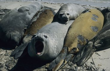 Group of southern elephant seals on a beach Falklands