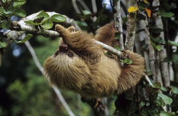 Southern two-toed Sloth suspend at a branch South America