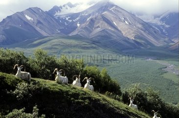 Group of male Dall's sheeps at Polychrome Pass Alaska