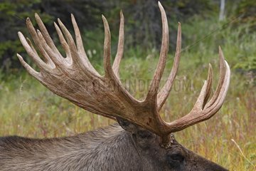 Antler of a male Moose Anchorage Alaska