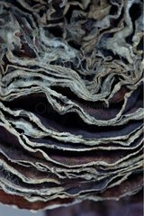 Rotten red cabbage in studio