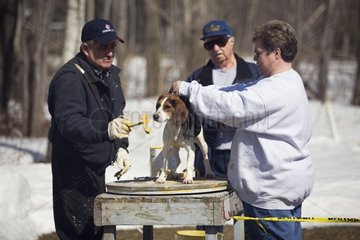 Beagle markiert vor einem Tracking Contest Quebec Canada