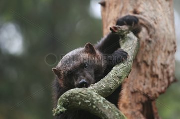 Wolverine in the branches of a tree Haelsingland Sweden