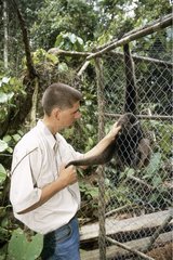 Man cherishing Gibbon with through netting Borneo