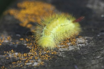Back shot of a Pale Tussock caterpillar on trunk Switzerland