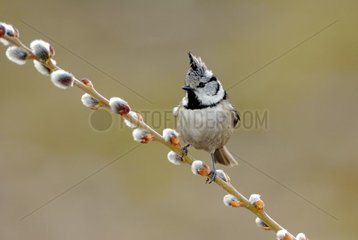 Crested Tit on a branch Savoy France
