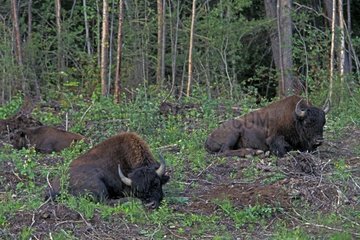 Groupe de bisons des bois se reposant BC Canada