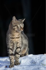Tabby cat on the snow Oberbruck in the Haut-Rhin