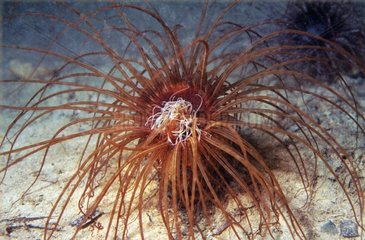Colored Tube Anemone with the deployed tentacles