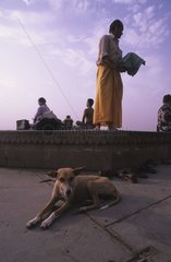 Hund liegt am Fuß einer Uttar Pradesh Terrasse