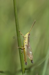 Locust on stem Marsh Pagny-sur-Meuse Lorraine France
