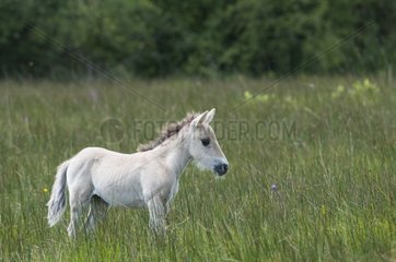 Konik Polski foal Marsh Pagny-sur-Meuse Lorraine France