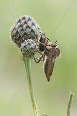 Robber Fly catching a Beetle Lawn limestone Lorraine France