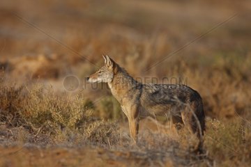 Young african wolf in winter Senegal