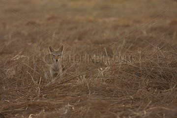 Young african she-wolf sitting in straw Senegal