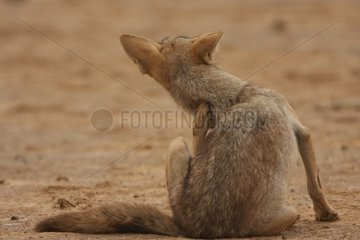 African she-wolf grooming Senegal