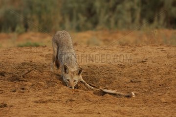 African wolf hesitating to take a zebu jaw in Senegal