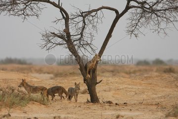 Young african wolves playing in a tree in Senegal