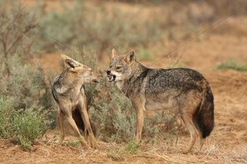 Male african wolf intimading a young one in Senegal
