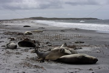 Northern elephant seals on sand shore in Falkland Islands