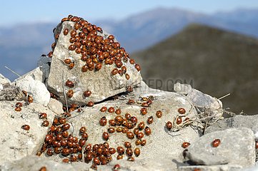 Ladybirds gathering for wintered