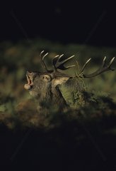 Red Deer Stag in rut United Kingdom