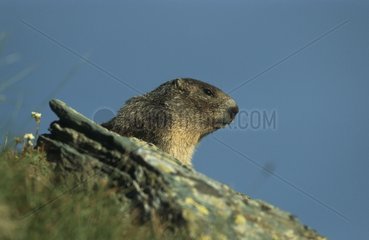 Alpine Marmot on rock the Alps Austria