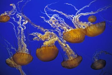Méduses Ortie de mer dans l'aquarium de Monterey CA USA