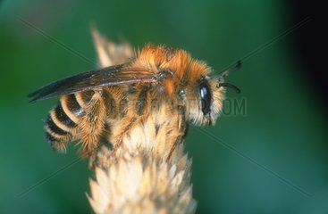 Einsame Biene in Ruhe auf Pflanzenspanien