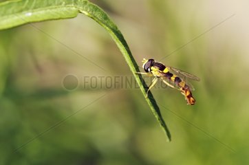 Syrphid Fly landete im Sommer Corrèze Frankreich auf einem Blatt