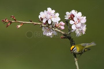 Firecrest perched in flowering tree Great Britain