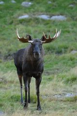Portrait of a young male Elk intrigued by the photographer