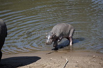 Young Hippopotamus living water Masaï Mara Kenya