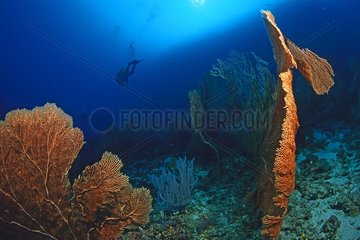 Silhouetten von Tauchern in der Nähe von riesigen Gorgonian Sea Fans Malediven
