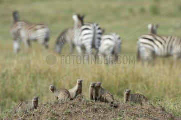 Banded mongeese and Grant's Zebra Masaï Mara Kenya