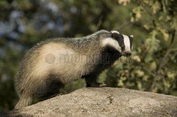 Badger on a rock Spain