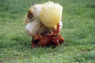 Kopplung zwischen einem Hahn und einer Henne in einer Wiese
