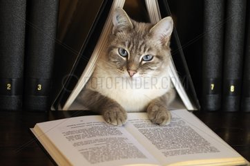 Male siamese blue tabby point cat on a bookshell